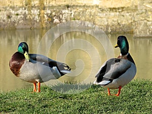 Mallard Ducks