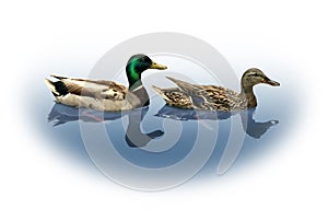 Mallard Ducks