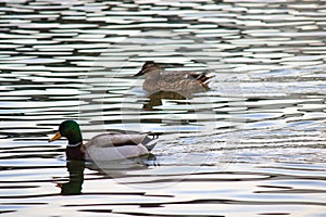 Mallard Ducks