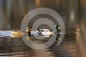 Mallard ducks