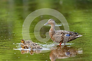 Mallard Ducks Anas platyrhynchos