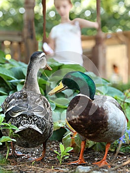 Mallard Ducks - Being Fed by Girl