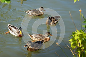 Mallard Ducks - Boise, Idaho