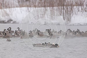 Mallard Ducks and Canada Geese on a Lake - Nebraska