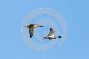 Mallard ducks couple anas platyrhynchos flying in blue sky