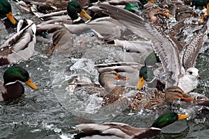 Mallard ducks crowd afloat. Mass of mallards Anas platyrhynchos wintering in city