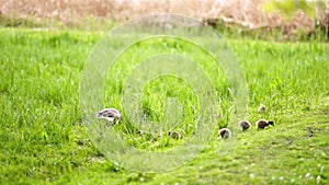 Mallard ducks with ducklings amidst grass