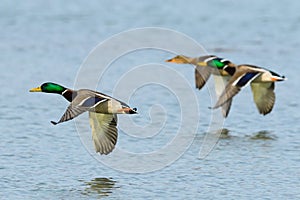Mallard ducks in fast flight,closeup.