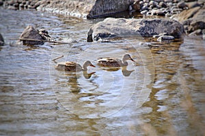 Mallard Ducks feed in the Arkansas River