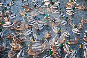 The mallard ducks feeding on the open water in winter. Yekaterinburg. Russia