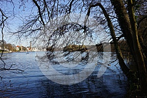 Mallard Ducks float down the Mueggelspree river. 12555 Berlin, Germany