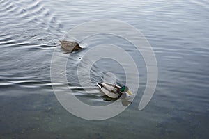 Mallard Ducks float down the Mueggelspree river. 12555 Berlin, Germany