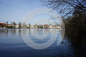 Mallard Ducks float down the Mueggelspree river. The mallard or wild duck, Anas platyrhynchos, is a dabbling duck. Berlin, Germany