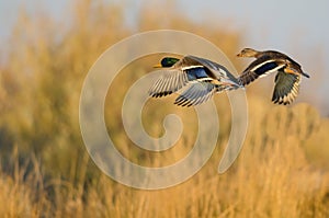 Mallard Ducks Flying Over the Autumn Countryside photo