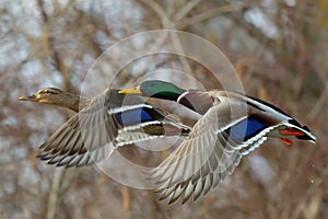 Mallard ducks flying over lake,closeup.