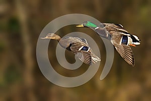 Mallard ducks flying over a pond by the forest