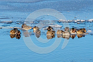 Mallard ducks huddles on the fringe of the ice in spring sunlight