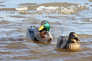 Mallard Ducks Icy Swim