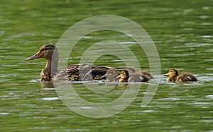 mallard ducks, including a parent and ducklings, swimming through a creek stream in Geist Park