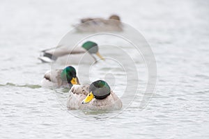 Mallard Ducks on a Lake - Nebraska