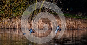 Mallard Ducks Landing on water