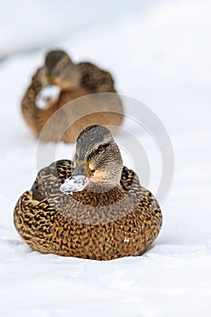 Mallard ducks lie on the snow, look straight ahead. Waterfowl in the park