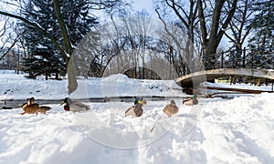 Mallard ducks lie on the snow. Waterfowl in the park