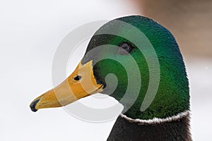 Mallard Ducks male in the snow photo