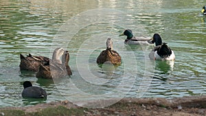 Mallard ducks, males and females, floating on water.