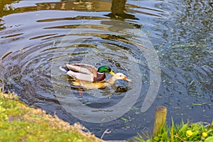 Mallard Ducks Mating on the Water