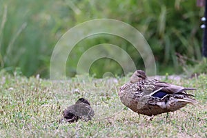 Mallard ducks in a meadow of lush grass near  shrubbery