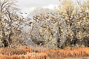 Mallard ducks migrating in the fall landing in a grain field