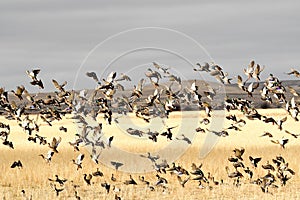 Mallard ducks migrating in the fall landing in a grain field