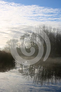 Mallard ducks in mist on countryside pond