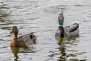 Mallard ducks