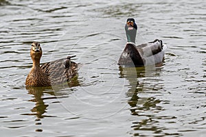 Mallard ducks