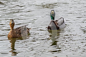 Mallard ducks