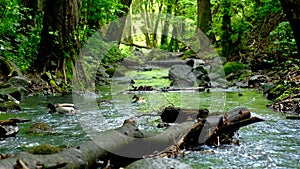 Mallard ducks overcomes the flow of water in the stream