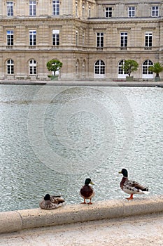 Mallard ducks by pond, Jardin du Luxembourg photo