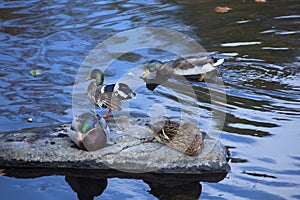 Mallard ducks rest on a rock, Farmington River, Canton, Connecticut.