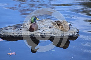 Mallard ducks rest on a rock, Farmington River, Canton, Connecticut.