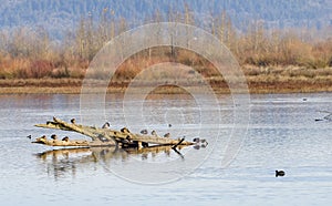 Mallard Ducks Resting and Wintering in the Mid-Willamette Valley, Marion County, Oregon