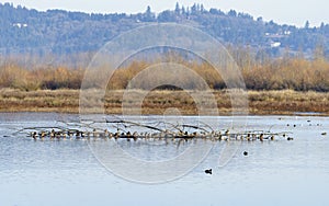 Mallard Ducks Resting and Wintering in the Mid-Willamette Valley, Marion County, Oregon