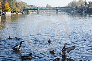 Mallard Ducks on River Thames at Bourne End, Buckinghamshire photo