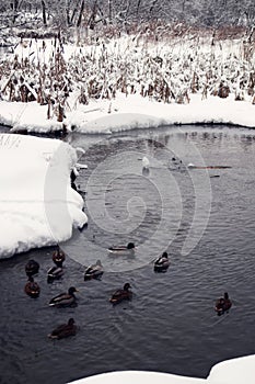Mallard ducks on the in the river. Winter scene.