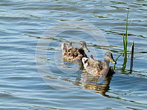 Mallard Ducks in a Row