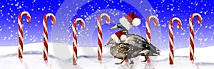 Mallard Ducks Santa Hats