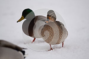 Mallard Ducks in the snow photo