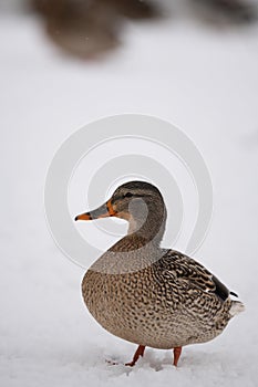 Mallard Ducks in the snow photo