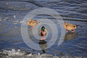Mallard ducks stand on the ice near the river